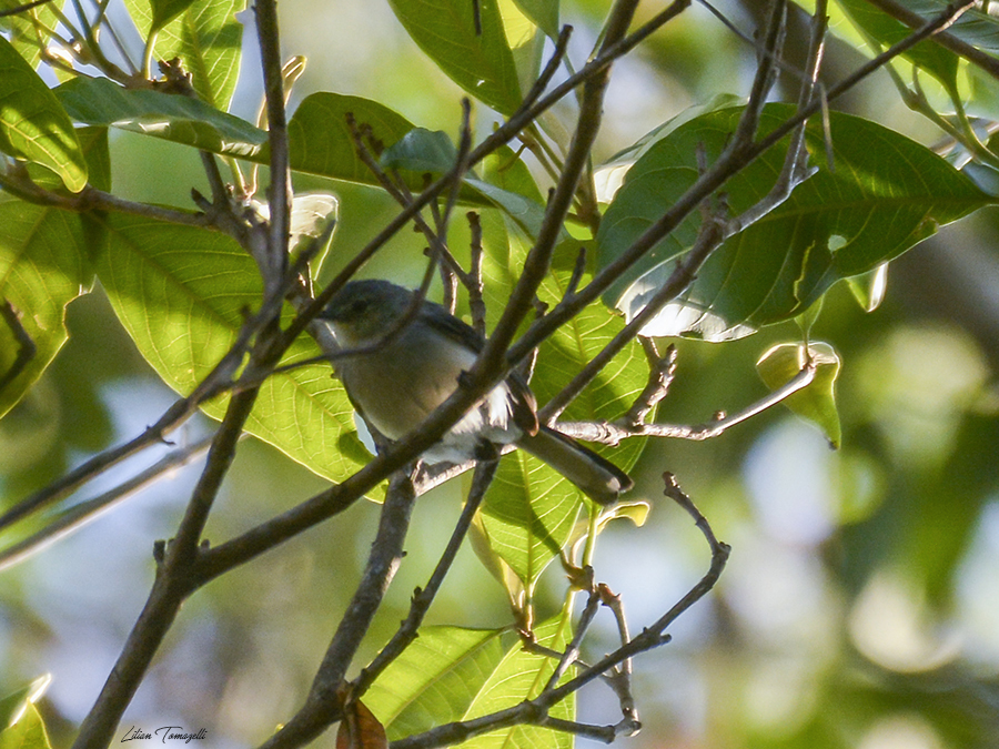 Klages's Gnatcatcher illustration