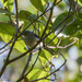 Klages's Gnatcatcher - Photo (c) Lilian Tomazelli, some rights reserved (CC BY-NC), uploaded by Lilian Tomazelli