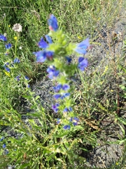 Echium vulgare