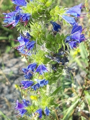 Echium vulgare