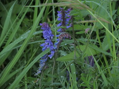 Vicia cracca