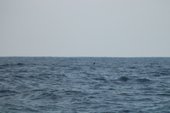Hydrobates tethys