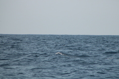 Hydrobates tethys