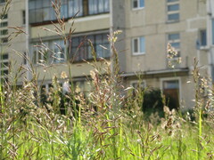 Bromus inermis