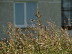 Bromus inermis
