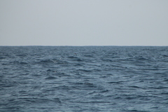 Hydrobates tethys