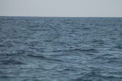 Hydrobates tethys