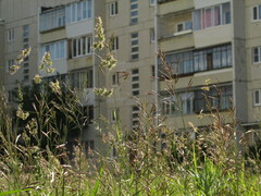 Dactylis glomerata