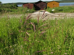 Bromus inermis