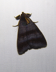 Rejectaria lysandria