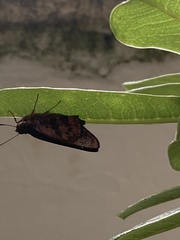 Polygonus leo arizonensis