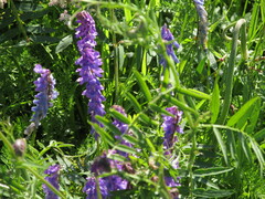 Vicia cracca
