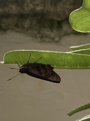 Polygonus leo arizonensis