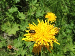 Cryptocephalus aureolus