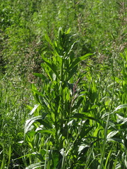 Cirsium arvense