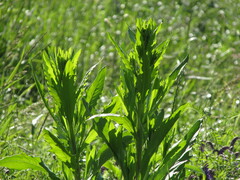 Cirsium arvense