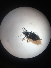 Blethisa multipunctata