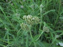 Achillea millefolium