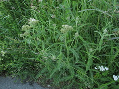 Achillea millefolium
