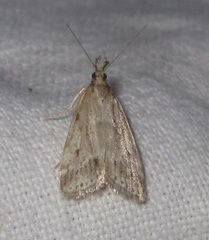 Eudonia pallida