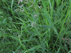 Achillea millefolium