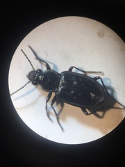 Blethisa multipunctata
