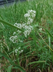 Galium mollugo