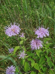 Monarda fistulosa