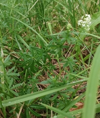 Galium mollugo