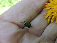 Cryptocephalus aureolus