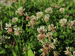 Trifolium repens