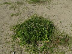 Trifolium repens