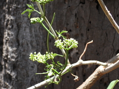 Cissus tuberosa
