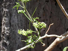 Cissus tuberosa