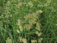 Dactylis glomerata