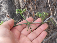 Cissus tuberosa