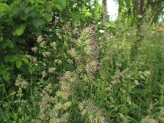 Dactylis glomerata