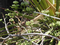 Cissus tuberosa