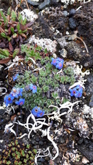 Eritrichium aretioides