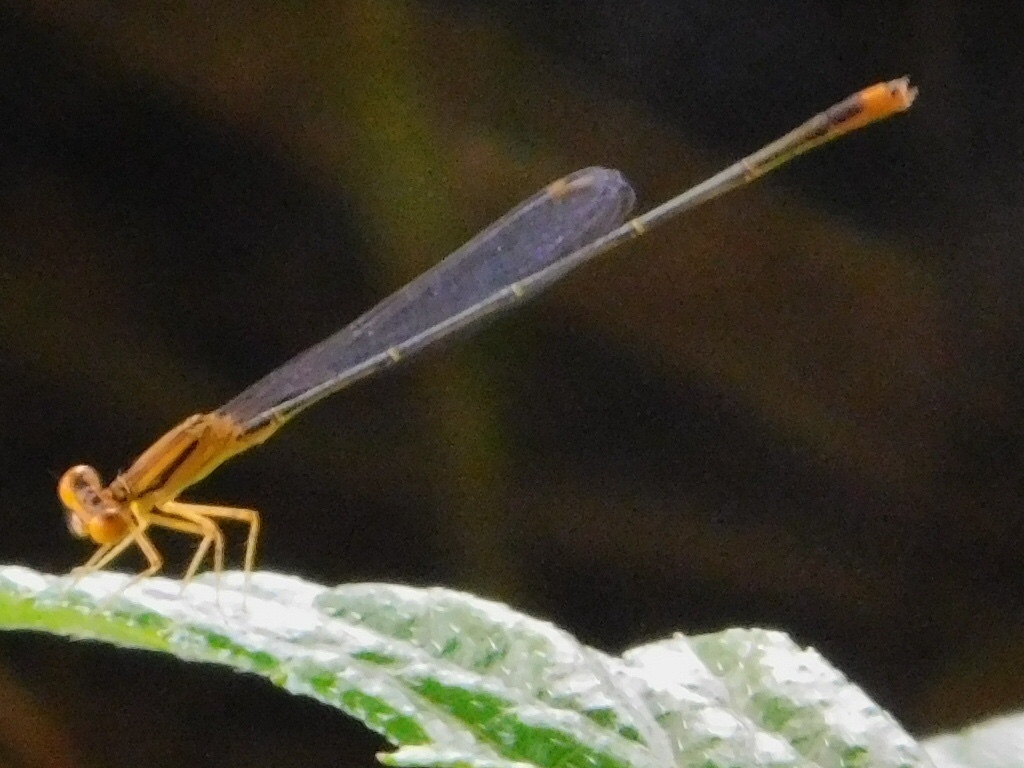 Florida Bluet