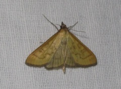 Mecyna flavalis