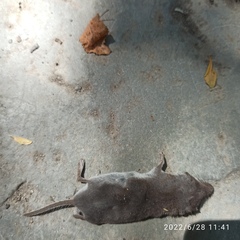 Crocidura suaveolens