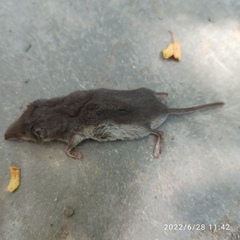 Crocidura suaveolens