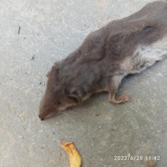 Crocidura suaveolens