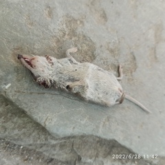 Crocidura suaveolens
