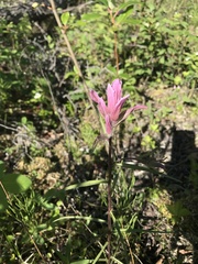 Castilleja raupii