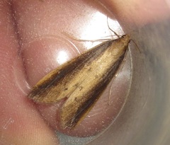 Donacaula mucronella