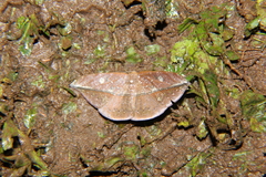 Oxydia translinquens