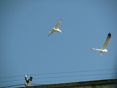 Larus