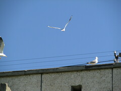 Larus